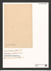 Glyphodesmis distans (Greg.) Grun. (de-Toni-Nr.: Genus 81, Species 2889) Zeichnungen Sammlung Grunow (NHMW-BOT-W0374304)